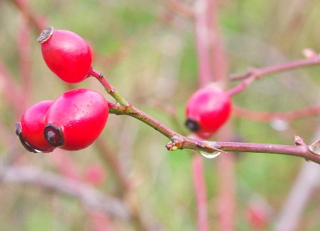 dogrose hips