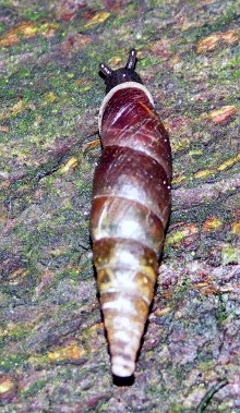 Plaited Door Snail