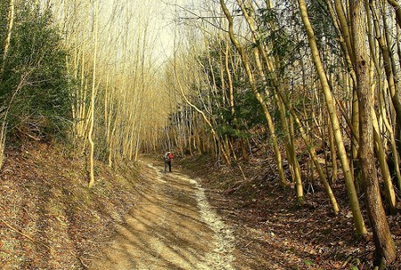 Pitchford Lane